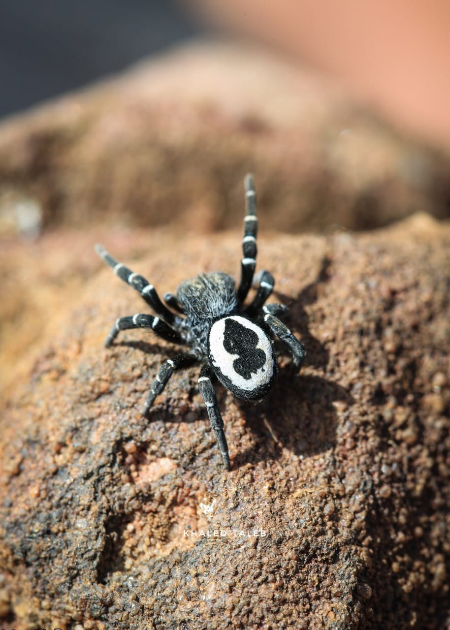 في يوم الأنواع المهددة بالانقراض... جردة لأنواع متوطنة في لبنان